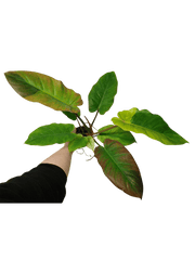 Philodendron Jungle Fever Variegata