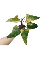Philodendron Strawberry Shake