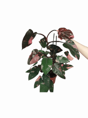 Philodendron Pink Princess