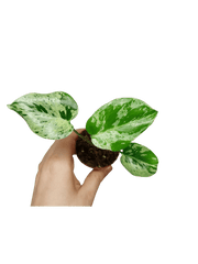 Monstera Bulbasaur (zum aussuchen)