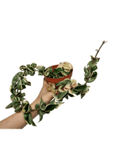 Hoya Compacta Variegata