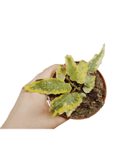 Begonia Dainty Spray Sport Variegata