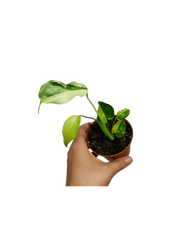 Monstera Electrolight Mutation