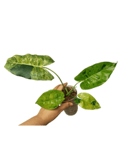 Philodendron Burle Marx Verde