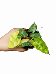 Philodendron Bilietiae Variegata (zum aussuchen)