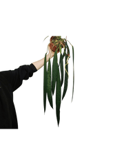 Anthurium Wendlingeri