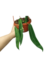 Anthurium Pallidiflorum