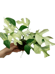 Raphidophora Tetrasperma Mint Variegata