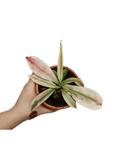 Nepenthes Viking x Ampullaria Variegata