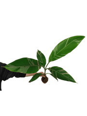 Musa Nono Pink Variegata