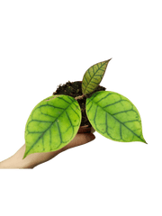 Hoya Callistophylla