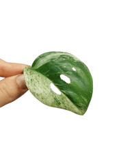 Scindapsus Treubii Moonlight Variegata Stecklinge