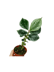 Elatostema Vittatum