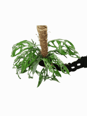 Monstera Adansonii Indonesian Marble