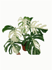 Monstera Variegata (zum aussuchen)