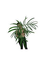 Monstera Croatii XXL
