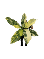 Dieffenbachia Big Ben Aurea
