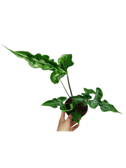 Alocasia Teletubbies