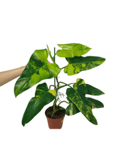 Philodendron Domesticum Variegata