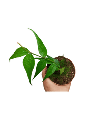 Hoya Polyneura Vietnam