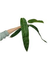 Philodendron Patriciae