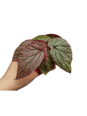 Begonia Morris