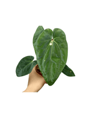 Anthurium Papillilaminum x Dressleri
