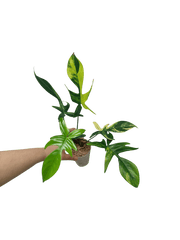 Philodendron Florida Beauty