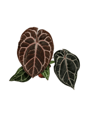 Anthurium Red Crystallinum NSE x Tezula