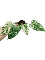 Philodendron Emerald Queen Variegata