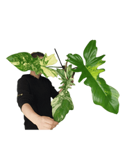 Philodendron Bipennifolium x Florida Beauty Variegata