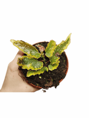 Begonia Dainty Spray Sport Variegata