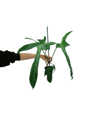 Philodendron Longilobatum Lelano Miyano