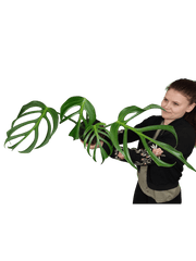 Monstera Burle Marx Flame Adult