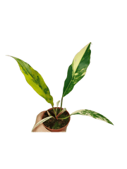 Philodendron Caramel Marble Variegata