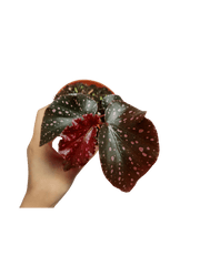 Begonia NoId