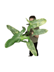 Philodendron Silver Sword Variegata