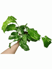 Calathea Musaica (Network) Variegata