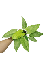 Homalomena Sulcata Cream Frost