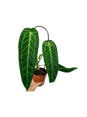 Anthurium Warocqueanum