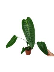 Anthurium Veitchii Narrow Form