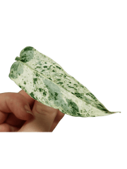 Epipremnum Cebu Blue Variegata Steckling