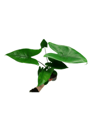 Alocasia Zebrina Black Stem