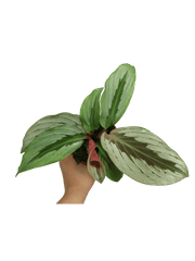 Kaempferia Aurantifolia Jungle