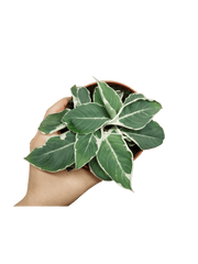 Homalomena Wallisii White Variegata