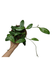 Hoya Crassipetiolata Splash
