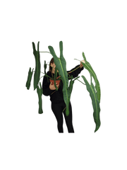 Philodendron Spiritus Sancti Adult