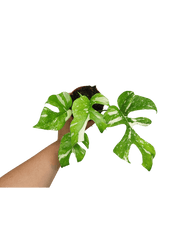 Monstera Minima (Raphidophora Tetrasperma) Thai Constellation