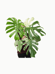 Monstera Mint Adult