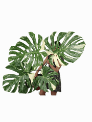 Monstera Thai Constellation XXL